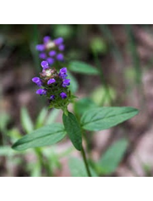 Image 21019 supplémentaire pour Brunelle - Sang et Peau -Teinture-mère Prunella vulgaris 50 ml - Herbiolys