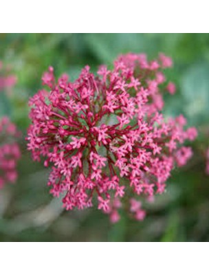 Image 21034 supplémentaire pour Centranthe rouge - Sommeil et Stress Teinture-mère Centranthus ruber 50 ml - Herbiolys