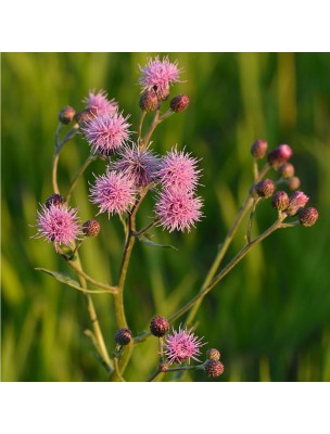 Image 21050 supplémentaire pour Cirse des champs - Circulation Teinture-mère Cirsium arvense 50 ml - Herbiolys