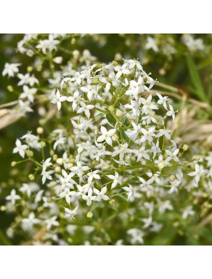 Image 21078 supplémentaire pour Caille-lait blanc - Teinture-mère Galium mollugo 50 ml - Herbiolys