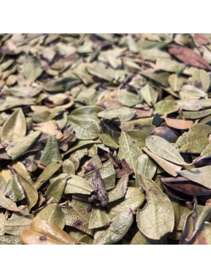 https://www.louis-herboristerie.com/21109-home_default/bearberry-organic-whole-leaves-100g-herbal-tea-arctostaphylos-uva-ursi-l-s.jpg