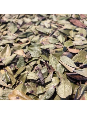 Image de Busserole Bio - Feuilles entières 100g - Tisane Arctostaphylos uva-ursi (L.) S. depuis Tisane Frêne - Ecorce coupée 100g | Phytothérapie