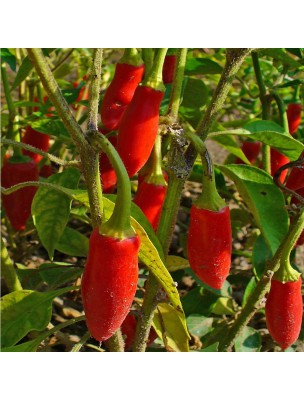 Image 21115 supplémentaire pour Piment Fort  - Poudre 100g - Capsicum frutescens L.