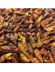 Piment Langues d\'oiseaux - Baies 100g - Capsicum frutescens L.