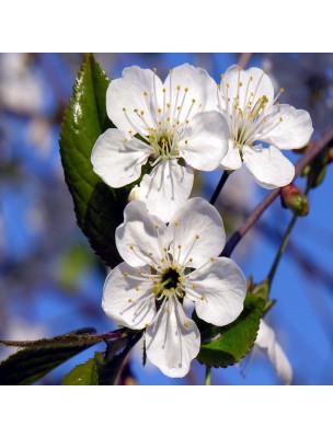 Image 21124 supplémentaire pour Cerisier - Pédoncule fructifère rouge - Poudre 100g - Prunus cerasus