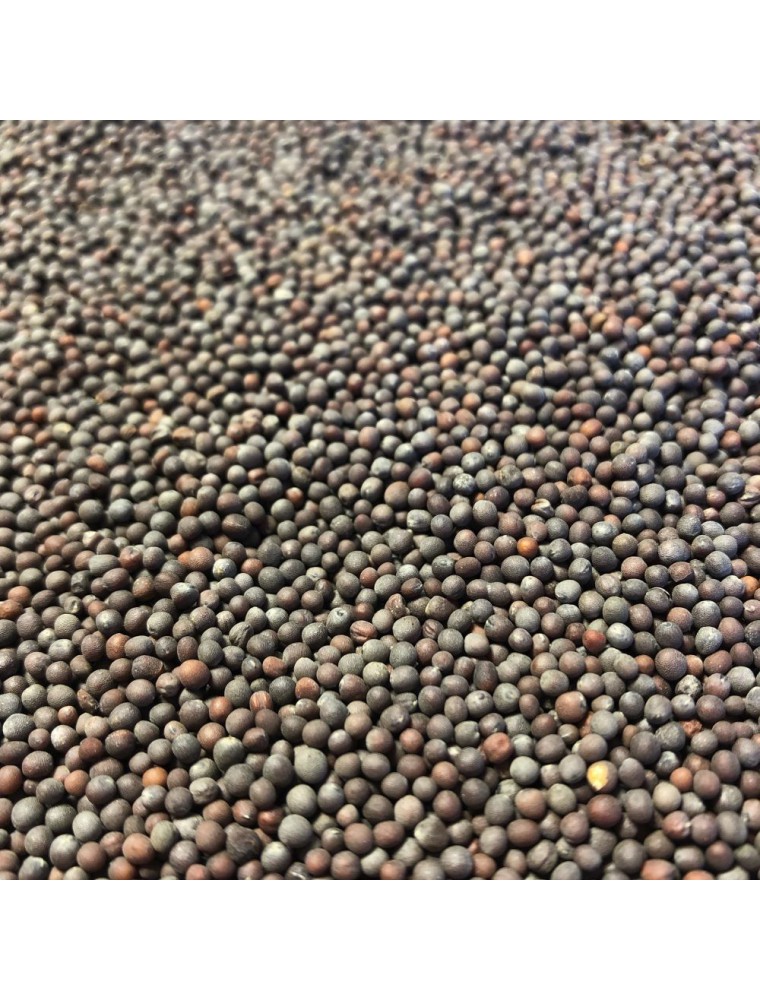 Moutarde noire - Graine 100g - Tisane de Brassica nigra Moutarde noire - Graine 100g - Tisane de Brassica nigra