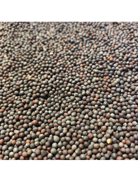 Moutarde noire - Graine 100g - Tisane de Brassica nigra Moutarde noire - Graine 100g - Tisane de Brassica nigra