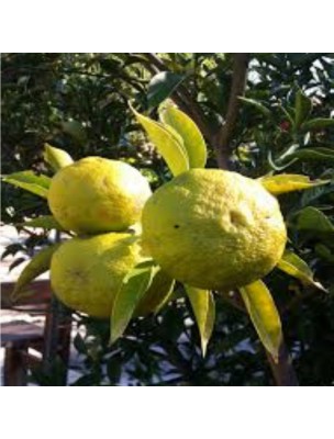 Image 21163 supplémentaire pour Yuzu - Huile essentielle Citrus junos 5 ml - Pranarôm