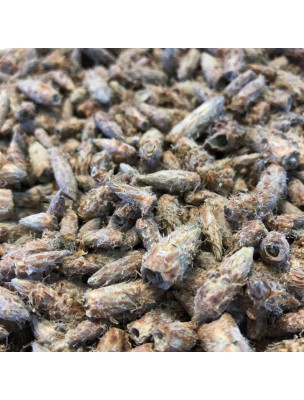 Image de Pin Bio - Bourgeons 100g - Tisane de Pinus sylvestris L. depuis louis-herboristerie