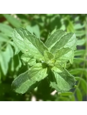 Image 22130 supplémentaire pour Menthe pouliot - Partie aérienne coupée 100g - Tisane de Mentha pulegium