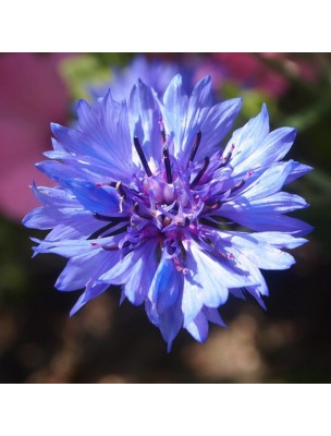 Image 22261 supplémentaire pour Bleuet Bio - Fleurs 50g - Tisane de Centaurea cyanus L.