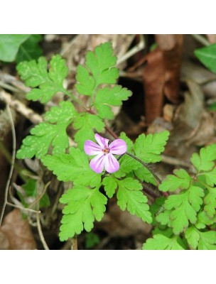 Image 22376 supplémentaire pour Géranium Robert - Partie aérienne coupée 100g - Tisane de Geranium robertanium