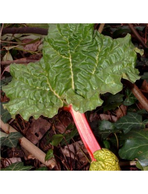 Image 22639 supplémentaire pour Rhubarbe - Racine coupée 100g - Tisane de Rheum officinalis / palmatum
