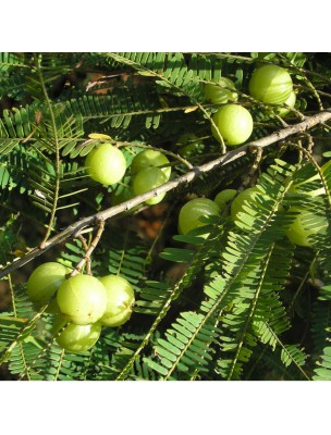 Image 22643 supplémentaire pour Amla - Fruit poudre 100g - Tisane d'Emblica offinalis - Myrobalani