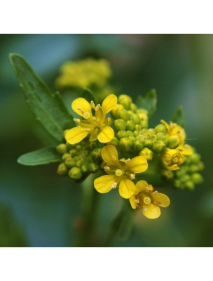 Image 22646 supplémentaire pour Herbe aux Chantres - Partie aérienne coupée 100g - Tisane de Sisymbrium officinal