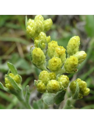 Image 22651 supplémentaire pour Immortelle des Sables - Fleurs 50 g - Tisane d'Helichrysum arenarium
