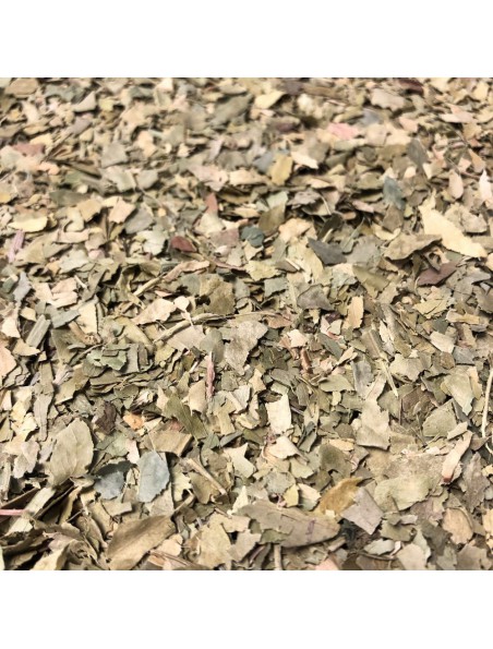 Achetez Oranger bigaradier Bio - Feuille coupée 100g - Tisane de Citrus aurantium à l'herboristerie Louis Image principale de Oranger bigaradier Bio - Feuille coupée 100g - Tisane de Citrus aurantium