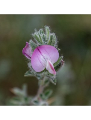 Image 22731 supplémentaire pour Bugrane Bio - Racine coupée 100g - Tisane d'Onosis spinosa L.