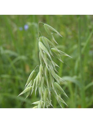 Image 22737 supplémentaire pour Avoine - Graines 100 grammes - Tisane d'Avena sativa