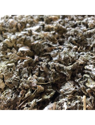 Image de Grande Bardane Bio - Feuille coupée 100g - Tisane d'Arctium lappa depuis Commandez les produits Louis Bio à l'herboristerie Louis