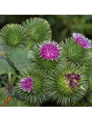 Image 22742 supplémentaire pour Grande Bardane Bio - Feuille coupée 100g - Tisane d'Arctium lappa