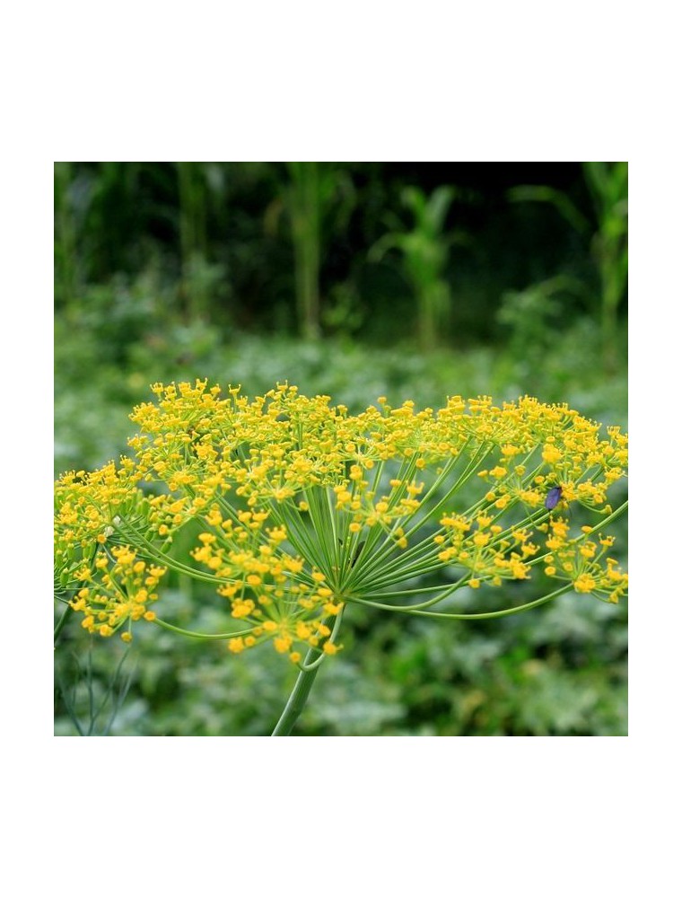 Aneth - Tisane d'Anethum graveolens