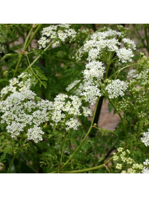 Image 22936 supplémentaire pour Anis vert d'Espagne - Fruit 100g - Tisane de Pimpinella anisum