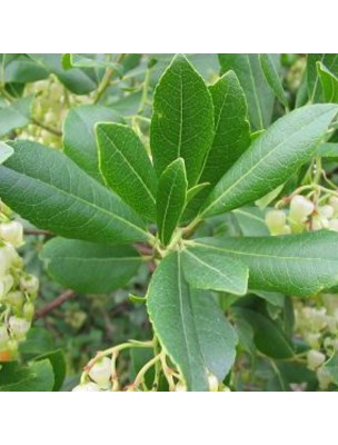 Image 23119 supplémentaire pour Arbousier - Feuilles coupées 100 g - Tisane d'Arbutus unedo