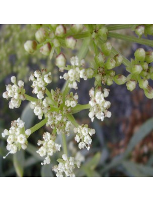 Image 23140 supplémentaire pour Criste marine - Partie aérienne coupée 100 g - Tisane de Crithmum maritimum