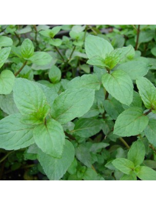 Image 23570 supplémentaire pour Menthe poivrée Bio - Feuilles entières 100g - Tisane de Mentha piperita L.