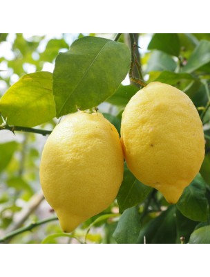 Image 23640 supplémentaire pour Citron Bio - Huile essentielle de Citrus limon (L.) Burm. f. 30 ml - Purasana