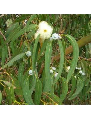 Image 23665 supplémentaire pour Eucalyptus globuleux Bio - Huile essentielle Eucalyptus globulus Labill. 30 ml - Purasana