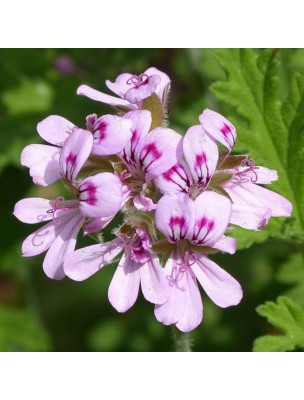 Image 23689 supplémentaire pour Géranium bourbon Bio - Huile essentielle de Pelargonium graveolens L'Herit. 10 ml - Purasana