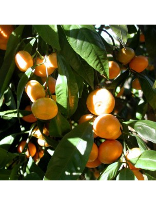 Mandarine Bio - Huile essentielle de Citrus reticulata 10 ml - Purasana