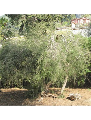 Arbre à Thé Bio - Huile essentielle de Melaleuca alternifolia 30 ml - Purasana