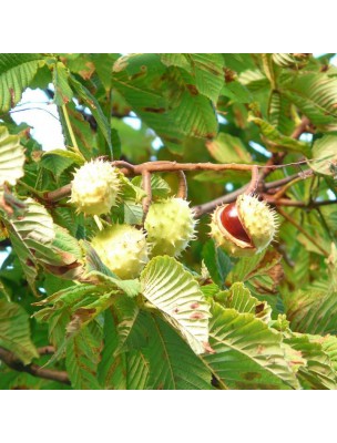 Image 23961 supplémentaire pour Châtaignier Macérât de bourgeons Sans Alcool Bio - Circulation 30 ml - Herbiolys