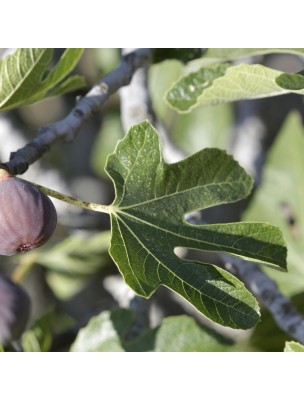 https://www.louis-herboristerie.com/23981-home_default/fig-tree-bud-macerate-sans-alcohol-bio-stress-and-digestion-30-ml-herbiolys.jpg