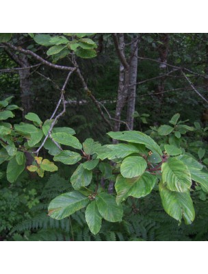 Image 24129 supplémentaire pour Cascara sagrada - Écorce coupée 100 g - Tisane de Rhamnus purshiana