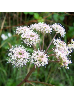 Image 24654 supplémentaire pour Sanicle - Partie aérienne coupée 100 g - Tisane de Sanicula europaea