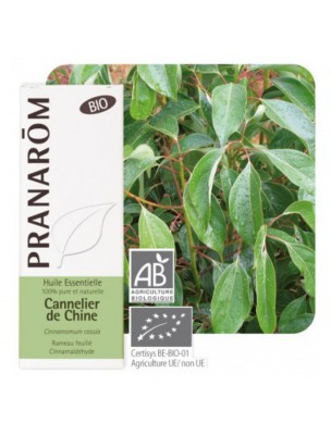 Image de Cinnamon tree of China Bio - Cinnamomum cassia 10 ml Pranarôm depuis Essential oils for breathing