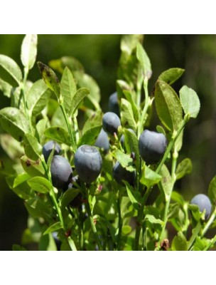 Image 24675 supplémentaire pour Myrtille Bio - Partie aérienne poudre 100g - Tisane de Vaccinium myrtillus L.