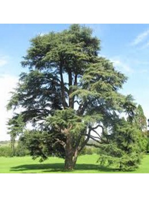 https://www.louis-herboristerie.com/24723-home_default/cedar-of-the-atlas-bio-essential-oil-of-cedrus-atlantica-10-ml-pranarom.jpg