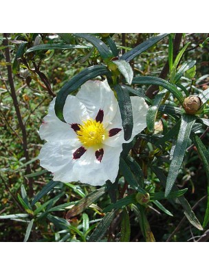 Image 24727 supplémentaire pour Ciste ladanifère Bio - Huile essentielle de Cistus ladaniferus 5 ml - Pranarôm