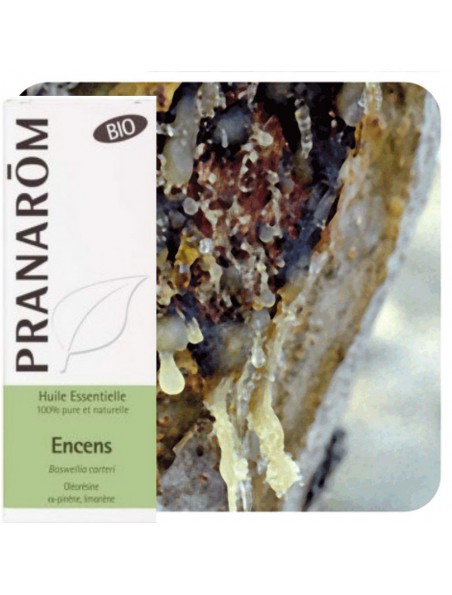 Image principale de Encens (oliban) Bio - Huile essentielle de Boswellia carteri 5 ml - Pranarôm