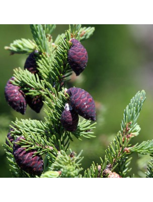 Image 24753 supplémentaire pour Epinette noire Bio - Huile essentielle Picea mariana 10 ml - Pranarôm
