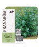 Eucalyptus globuleux Bio - Huile essentielle d\'Eucalyptus globulus 10 ml - Pranarôm
