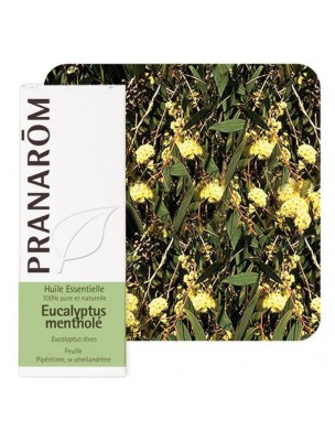 Image de Eucalyptus mentholé - Huile essentielle Eucalyptus dives 10 ml - Pranarôm depuis Aromathérapie : huiles essentielles unitaires pour votre bien-être (4)