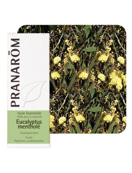 Image principale de Eucalyptus mentholé - Huile essentielle Eucalyptus dives 10 ml - Pranarôm