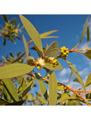 Image 24777 supplémentaire pour Eucalyptus mentholé - Huile essentielle Eucalyptus dives 10 ml - Pranarôm