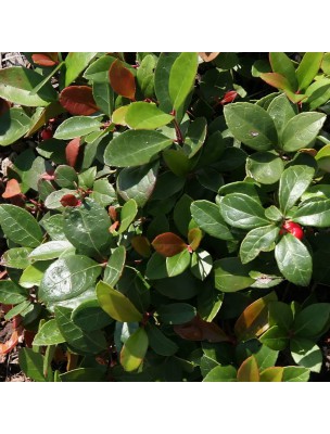 https://www.louis-herboristerie.com/24786-home_default/wintergreen-gaultheria-procumbens-essential-oil-10-ml-pranarom.jpg